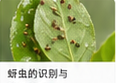 蚜虫的识别与防治方法